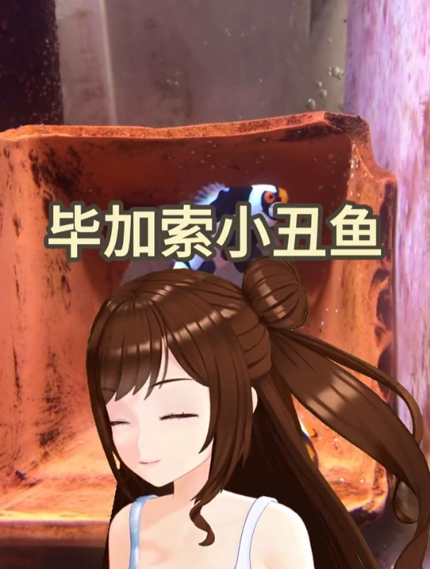 毕加索小丑鱼怎么分等级?什么是毕加索小丑?毕加索小丑品相