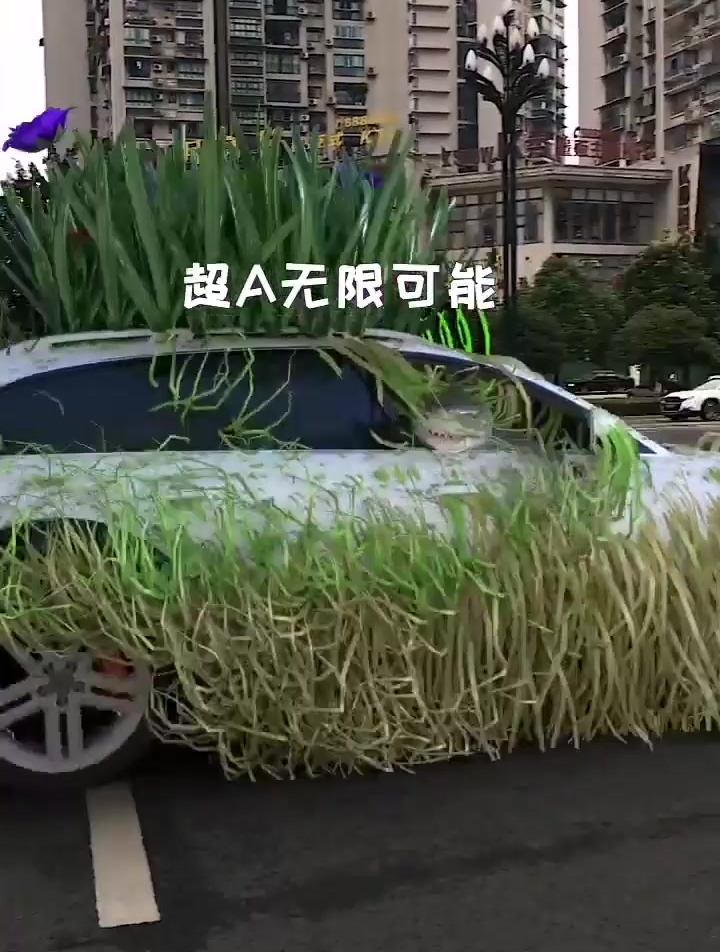 鲨鱼喜欢的座驾!