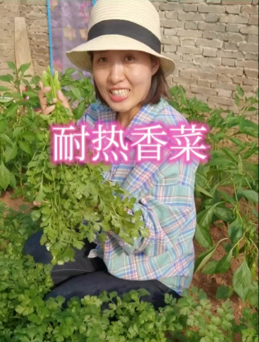 夏季种植香菜,一定要选好品种!