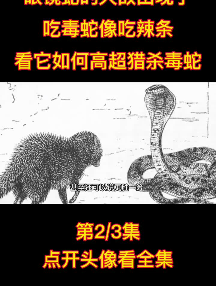 眼镜蛇的天敌出现了,吃毒蛇像吃辣条,看看它如何高超猎杀毒蛇