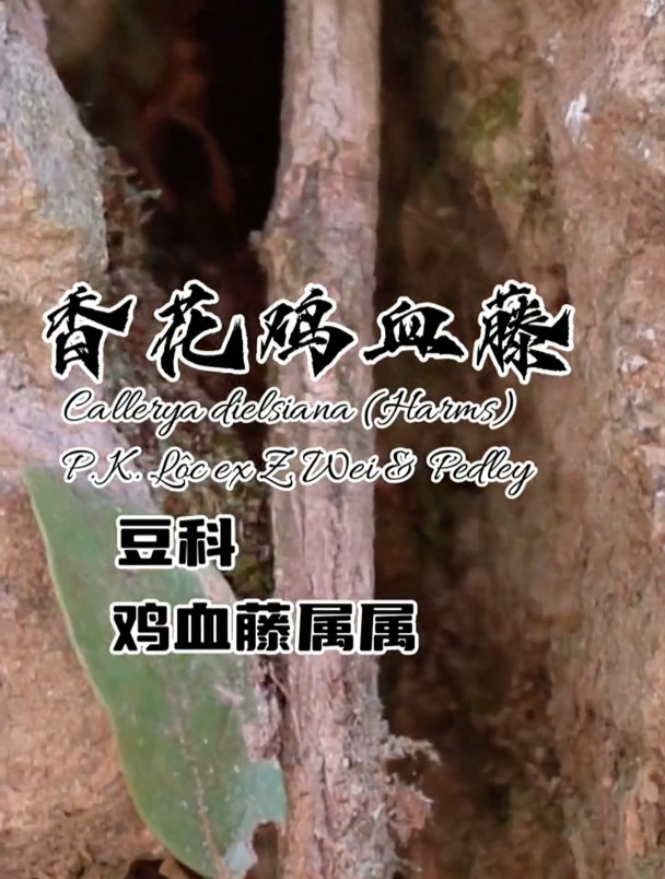 很多人都会戴鸡血藤的装饰品,那你知道野生鸡血藤长什么样吗?