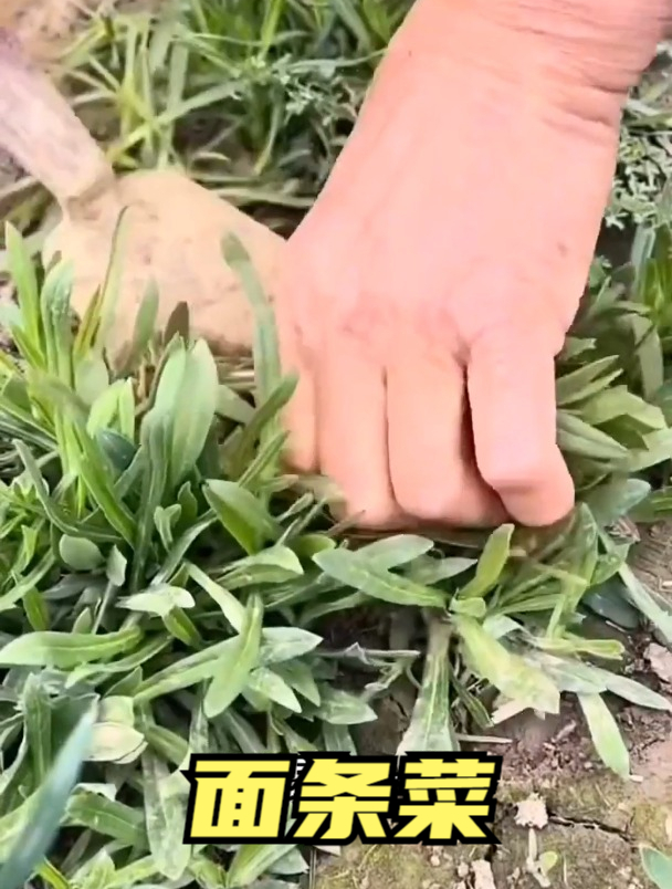 出门春游采野菜,不知道名字的,它叫面条菜,种子长得像灯笼似的