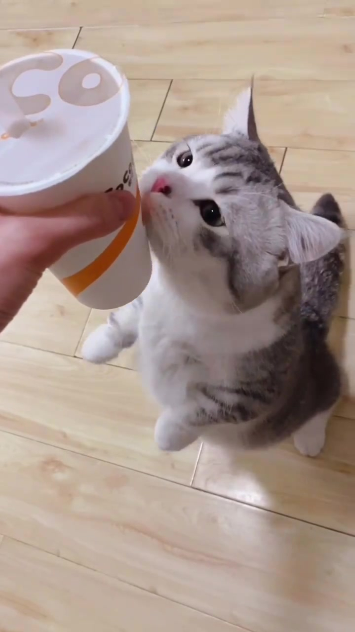 小猫咪不可以喝奶茶哈哈