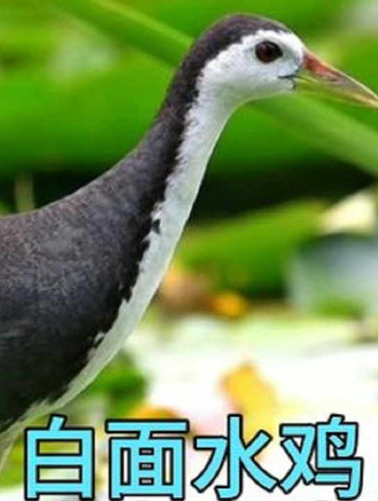 白面水鸡内卷成为人类朋友,助人类诱捕同类.(4)