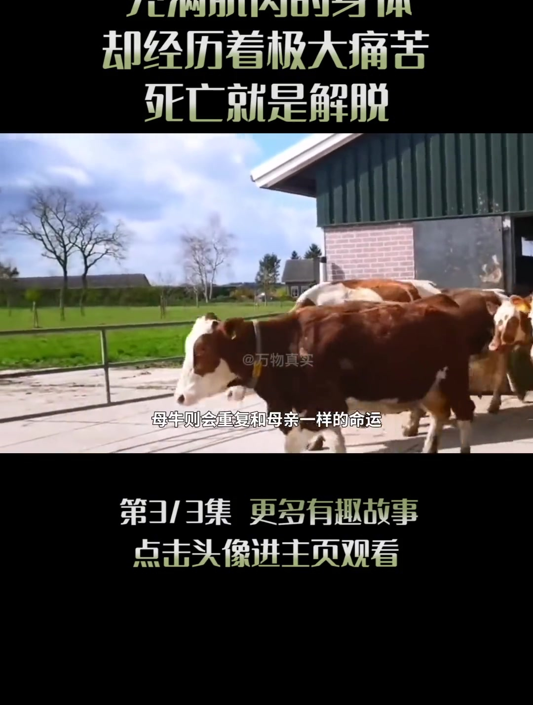 浑身肌肉的牛魔王,号称魔鬼筋肉牛,拥有超美味的肉质(3)