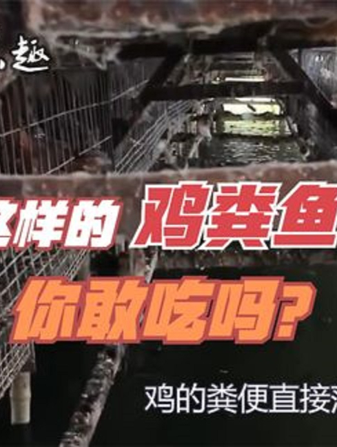 鸡的粪便用来养鱼?实拍农村立体养殖,把鸡场建在鱼池上