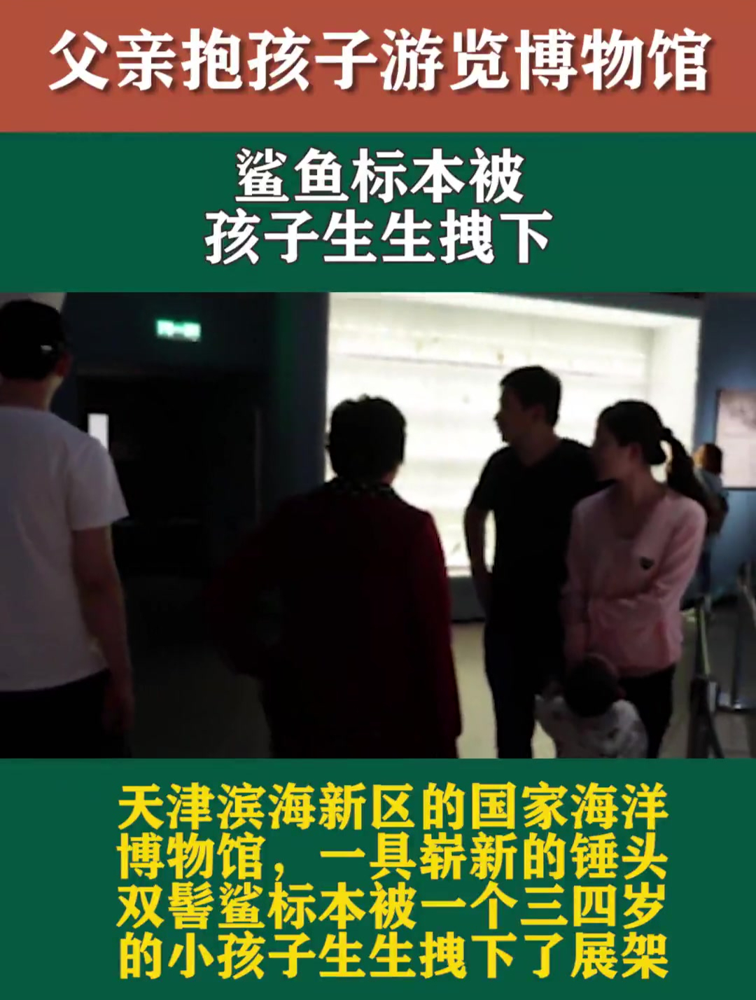 父亲抱着孩子游览博物馆,鲨鱼标本被孩子生生拽下