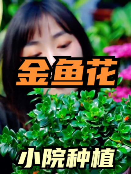 养护金鱼花,把3点做好,花芽“蹭蹭冒”,“小鱼”挂满枝!
