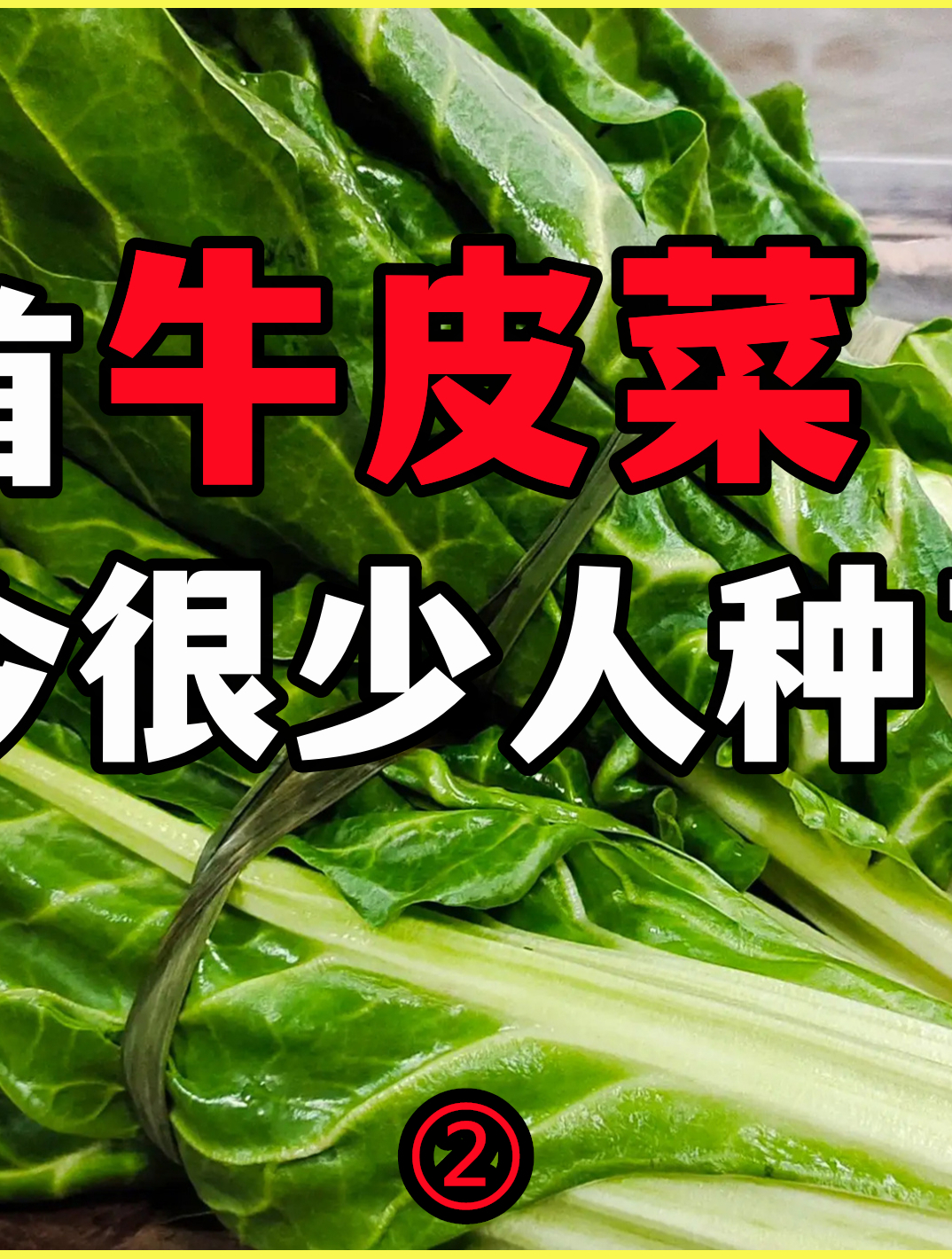 80年代的百菜之首牛皮菜,为何如今很少人种了?是它不好吃?2