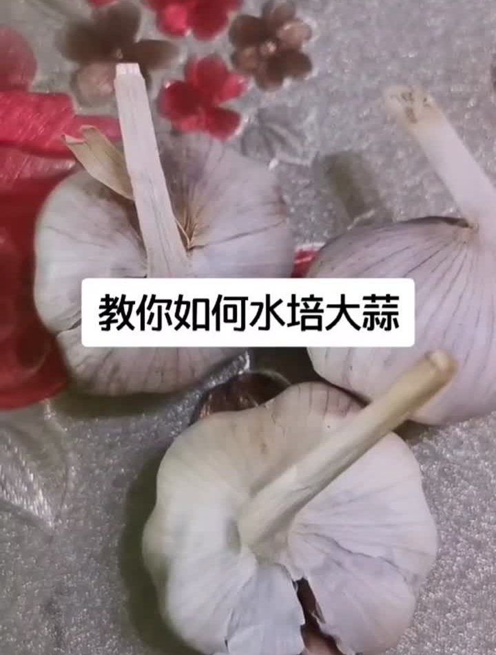 水培大蒜花卉盆栽跟大家分享水培大蒜的方法