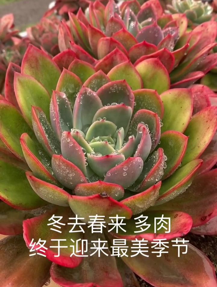 多肉养护小知识2