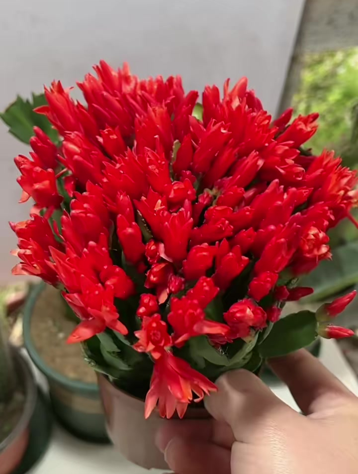 分享家庭养花知识 绿植花卉 绿植盆栽