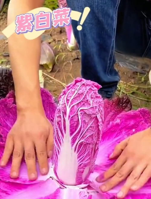 还在种普通的白菜吗?今年种些“紫白菜”,除了贵,没有缺点!