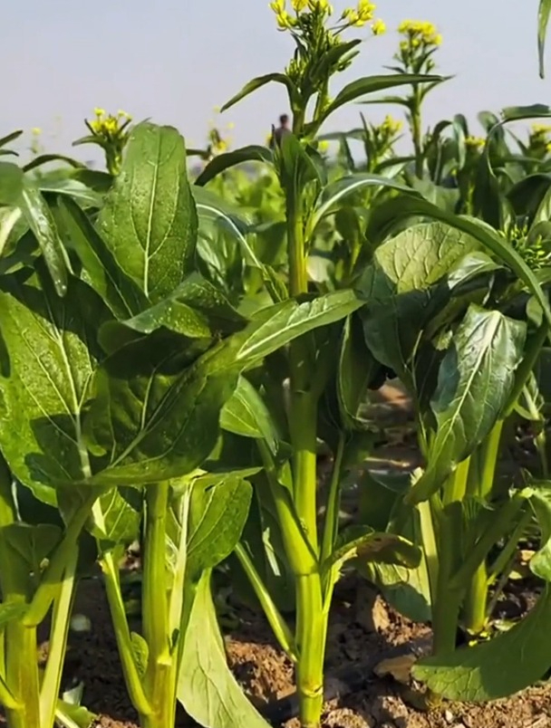 你见过汁水这么多的“四九菜心”吗?这个品种的菜心特别脆嫩!