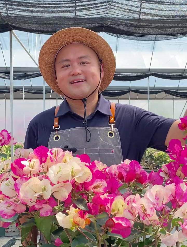 三角梅品种介绍-画报