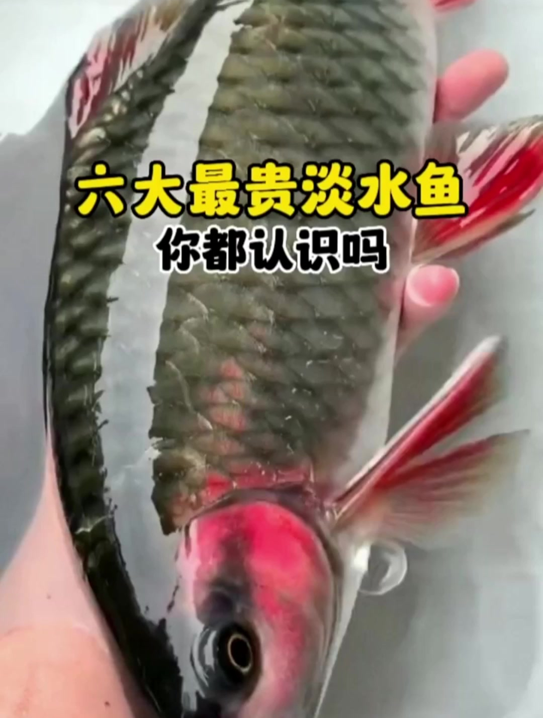 盘点六大最贵淡水鱼,第一名居然是它,钓到它你肯定能大赚一笔