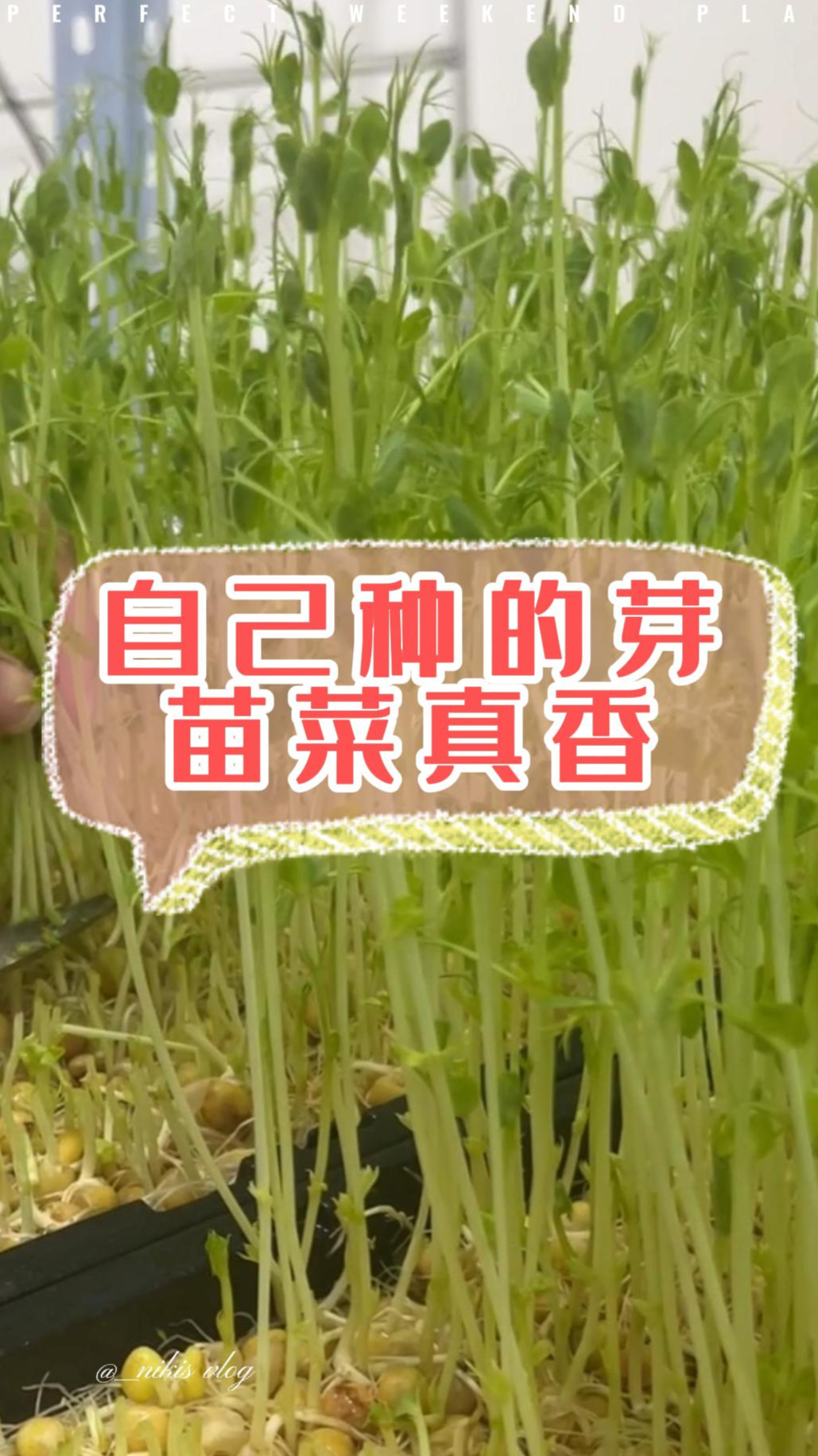 自己种植的豌豆苗真香,你想自己种植芽苗菜吗?
