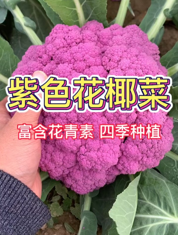 花菜,紫色和绿色,哪一个更适合秋季种植?