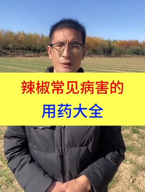辣椒常见病害的用药大全