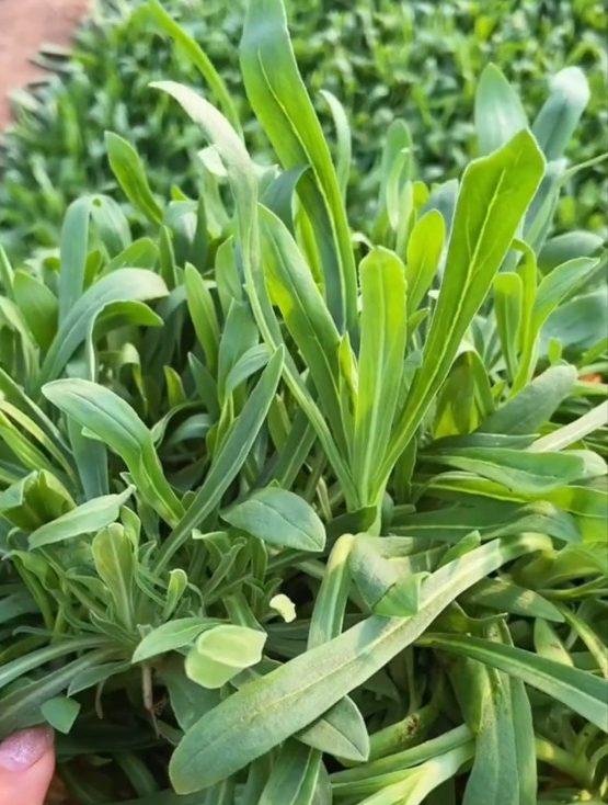 农村俗称的面条菜,营养价值高,种一次能吃几十年