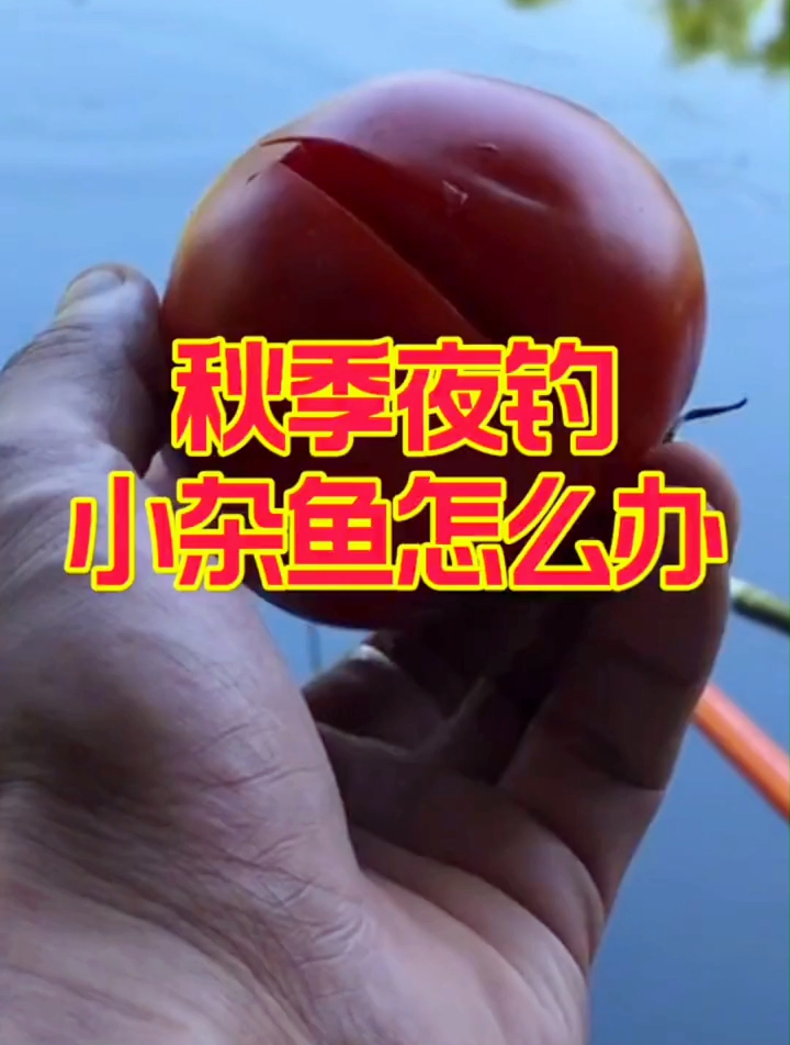 初秋夜钓,小杂鱼闹窝怎么办?