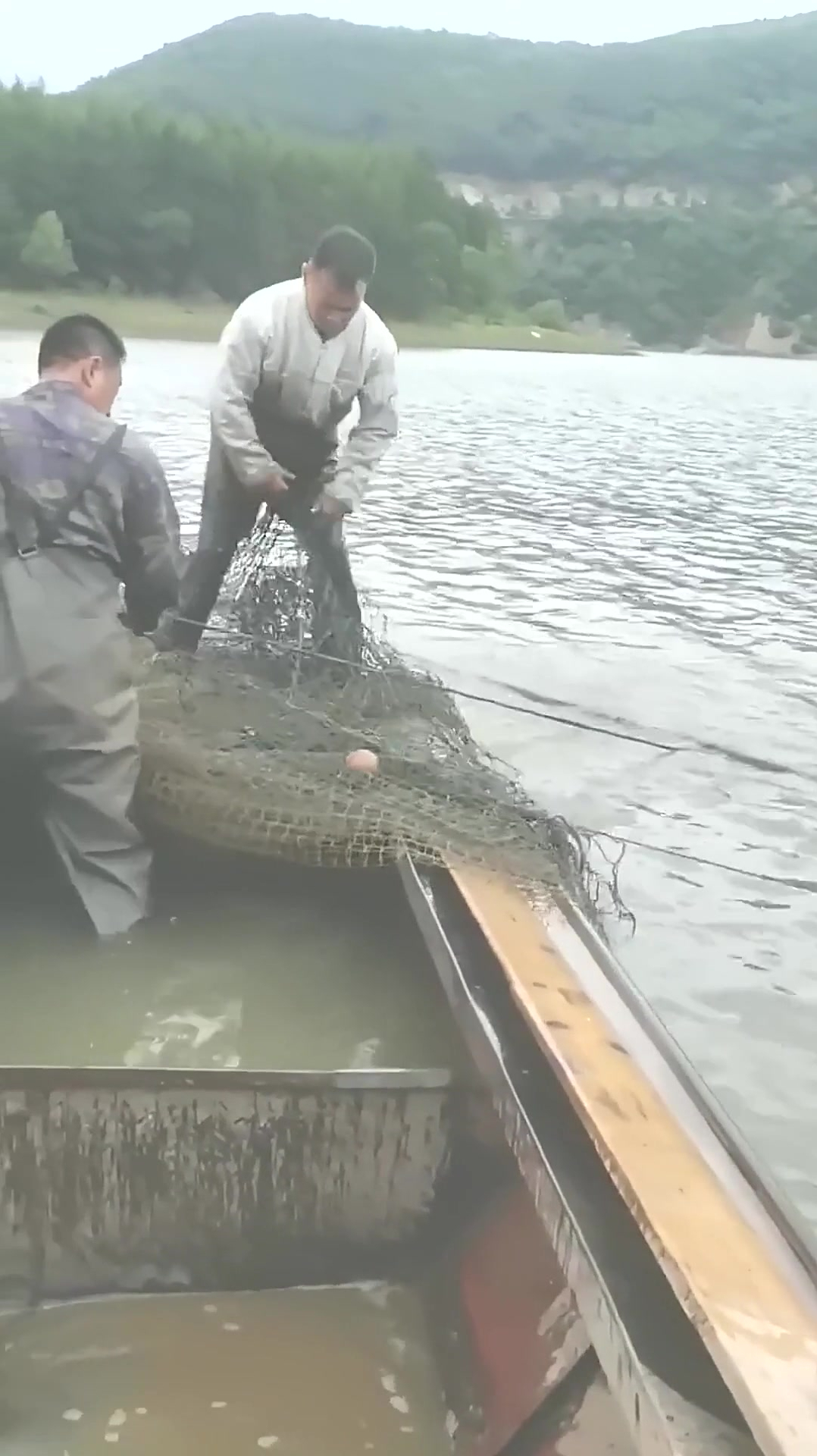 兄弟俩大型迷魂阵捕鱼,一网下去全是大货,又大又肥
