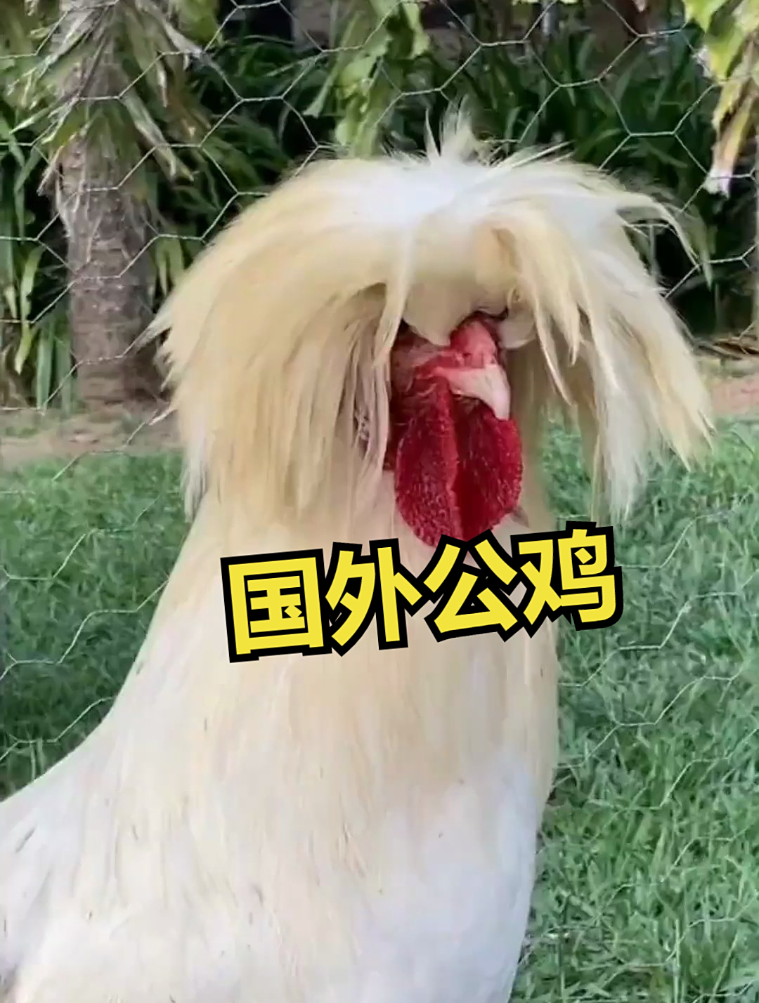 关于公鸡的一些常识