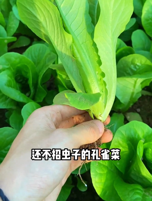 近几年新培育出来的蔬菜品种,集合了所有青菜的优点,好吃易管理