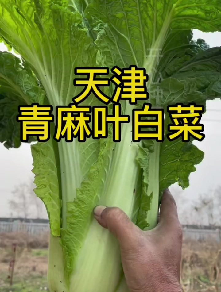 青麻叶大白菜,叶梗薄叶子多,好吃有营养