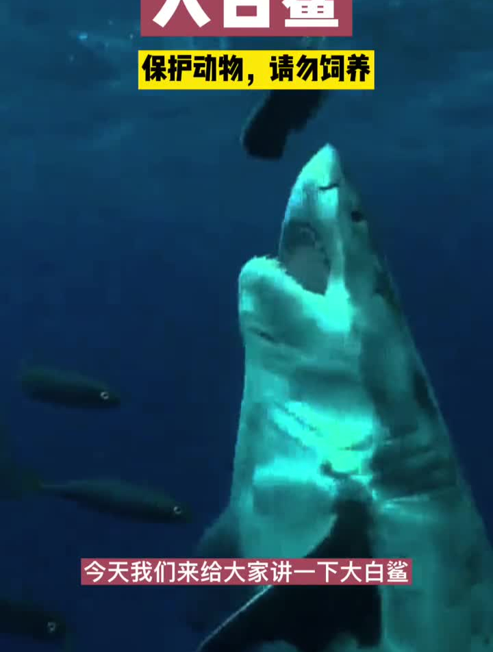 粉丝要看大白鲨,它来了大白鲨鲨鱼神奇动物在