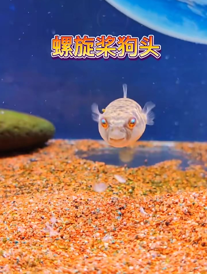 斑马狗头鱼 假期出门三天都没有喂狗头,回来后的状态棒棒的!