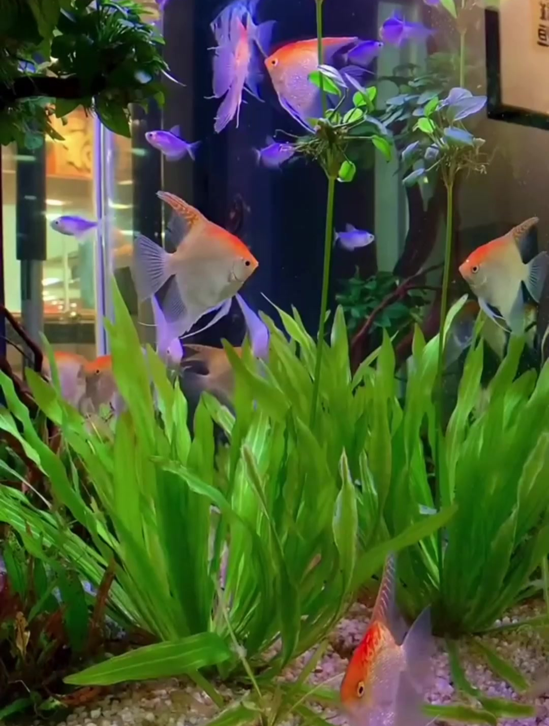 分享4种繁殖能力非常强的观赏鱼,新手也能养爆缸快去买吧