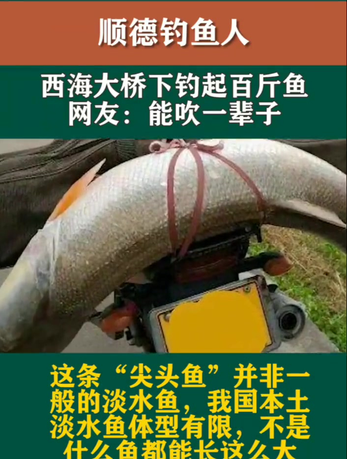 顺德钓鱼人,西海大桥下钓起百斤鱼王,网友:能吹一辈子!