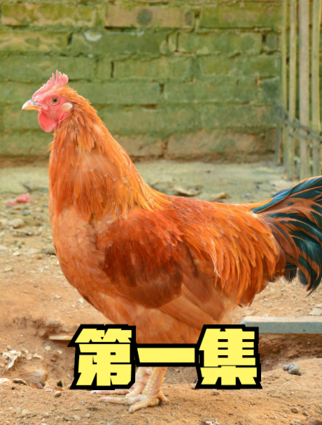 广西小伙将毒蛇放进鸡圈,反而养出“战斗鸡”?一只熬出16罐鸡汤