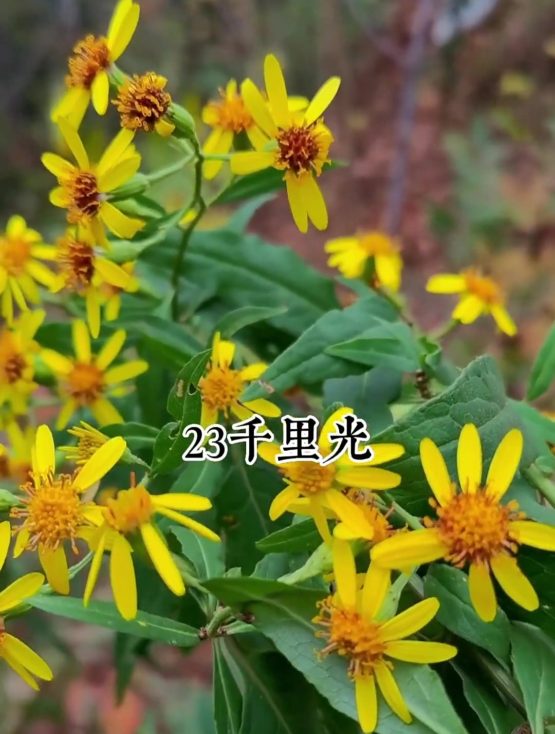 实拍28种野生中草药!