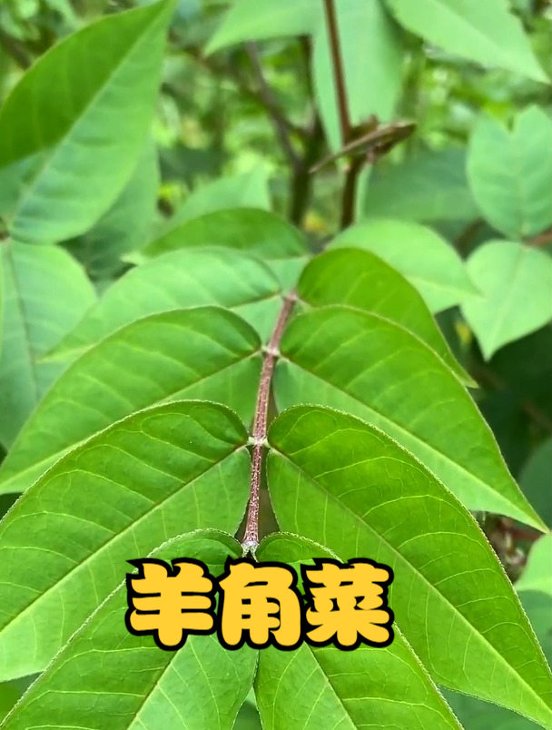 望江南也叫“羊角菜”,你知道它的价值吗?