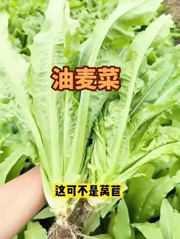 如何种植油麦菜?种1次采收3个月,不长虫易管理,摘一次一大盆!