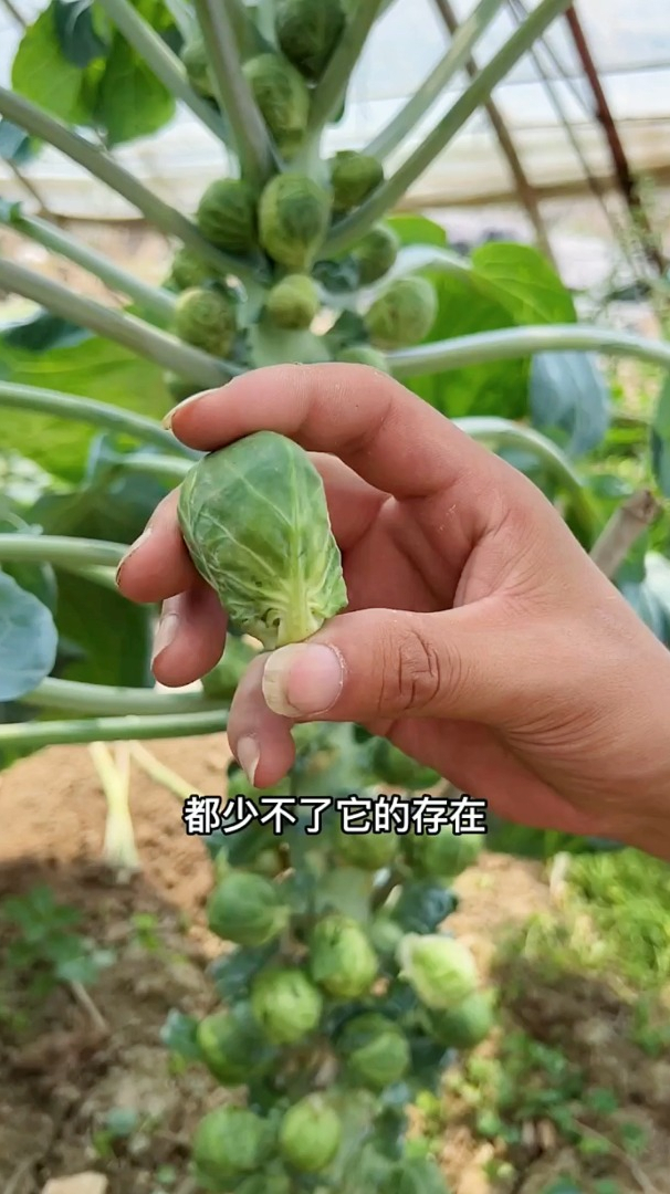 有一种菜它长在树上,它的形状像“乒乓球”一样,它就是孢子甘蓝