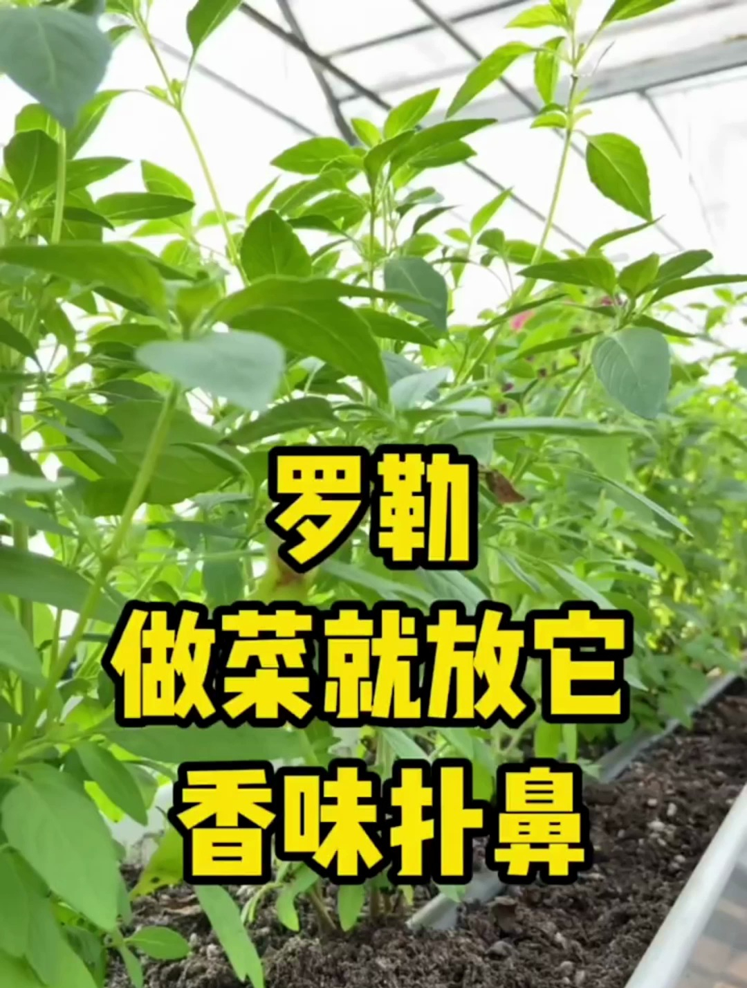 香料之王说的就是“九层塔”,它有肉桂八角的清香还有薄荷的清凉