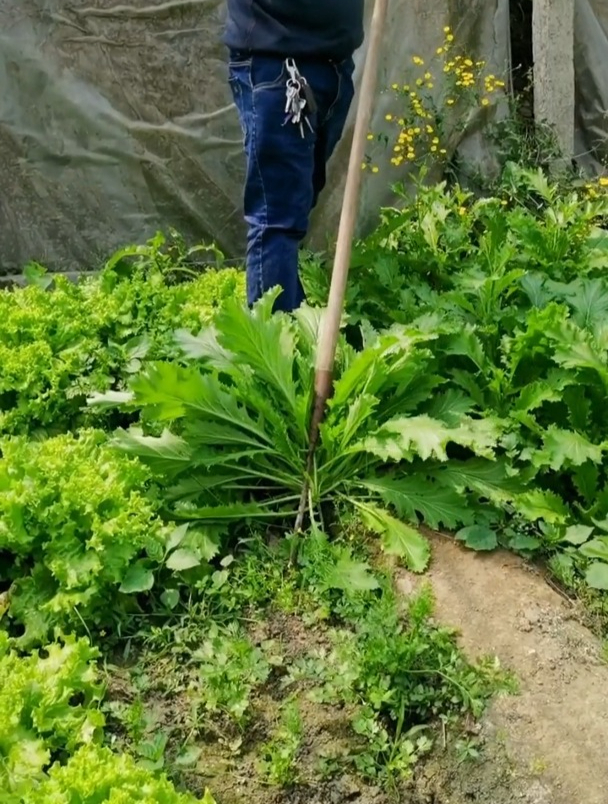 这“野菜”北方独有,南方少见,种一次整个冬天都吃不完!