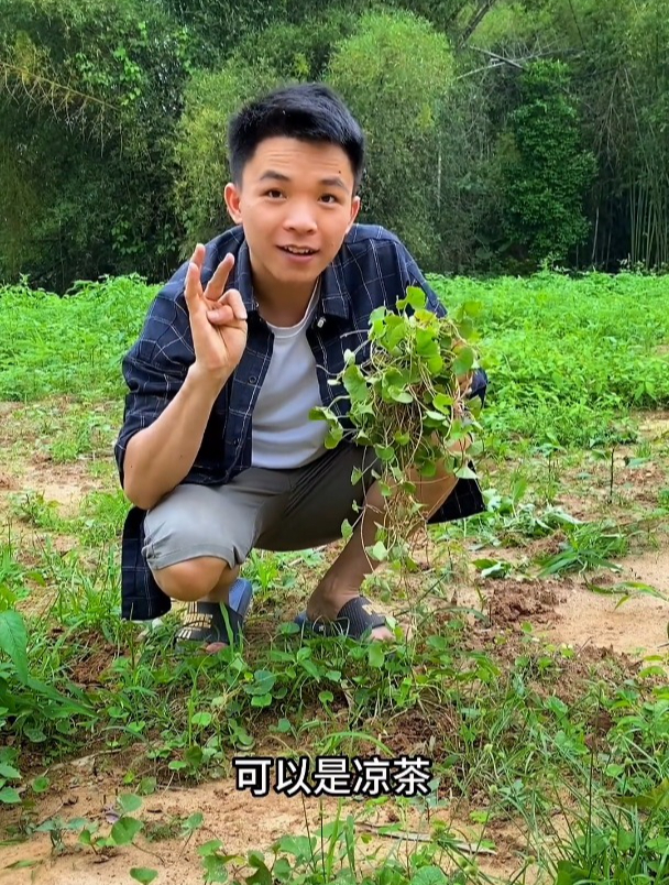 居家旅行必备野菜!