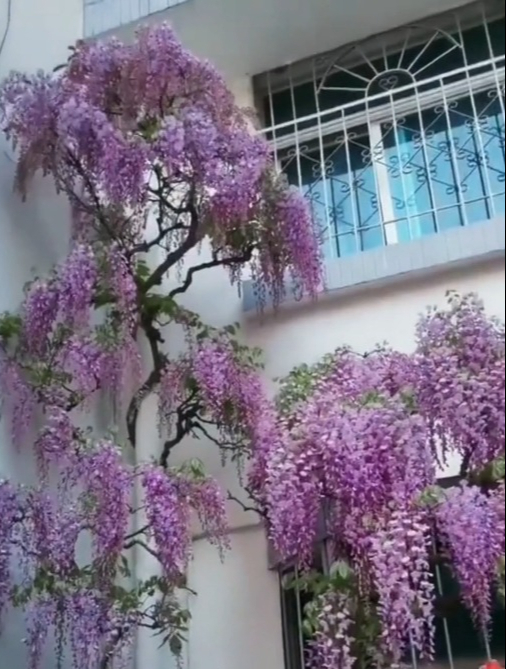 花量繁多的“紫藤花”有什么特点？紫藤挂云木，花蔓宜阳春！