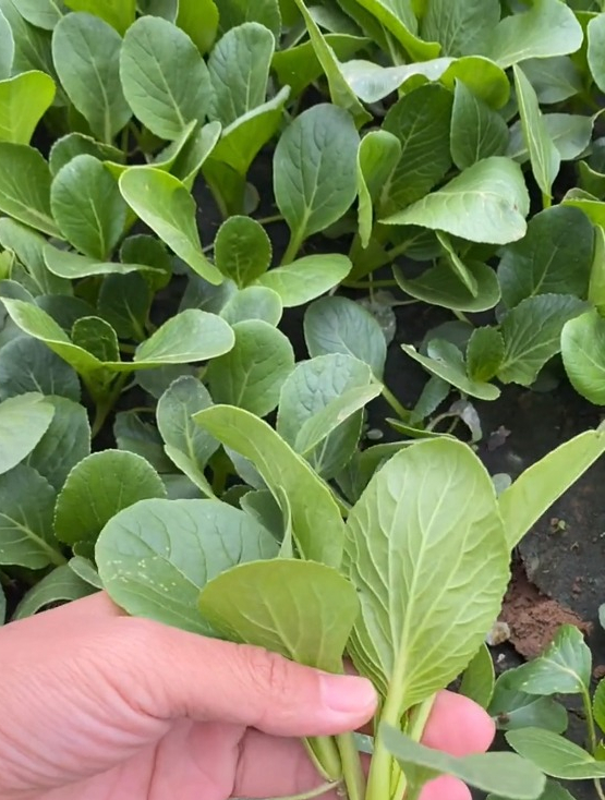 鸡毛菜是什么菜?不需要管理,一年四季都能种,还能抗癌细胞!