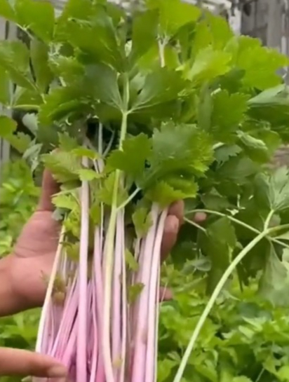 紫玉香芹,茎杆紫红色,寓意紫气东来,红红火火!