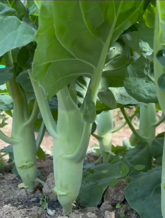长相似“鸡腿”的芥兰,营养赛牛肉,高温季也能种,采收期长!