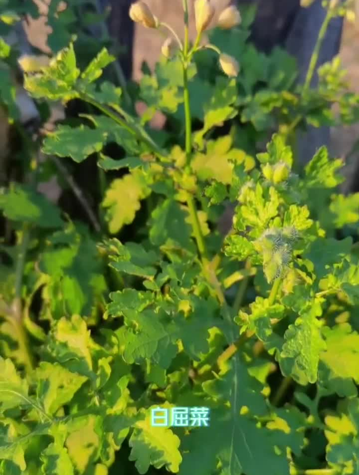 白屈菜,是属罂粟科、白屈菜属多年生草本植物植物中草药