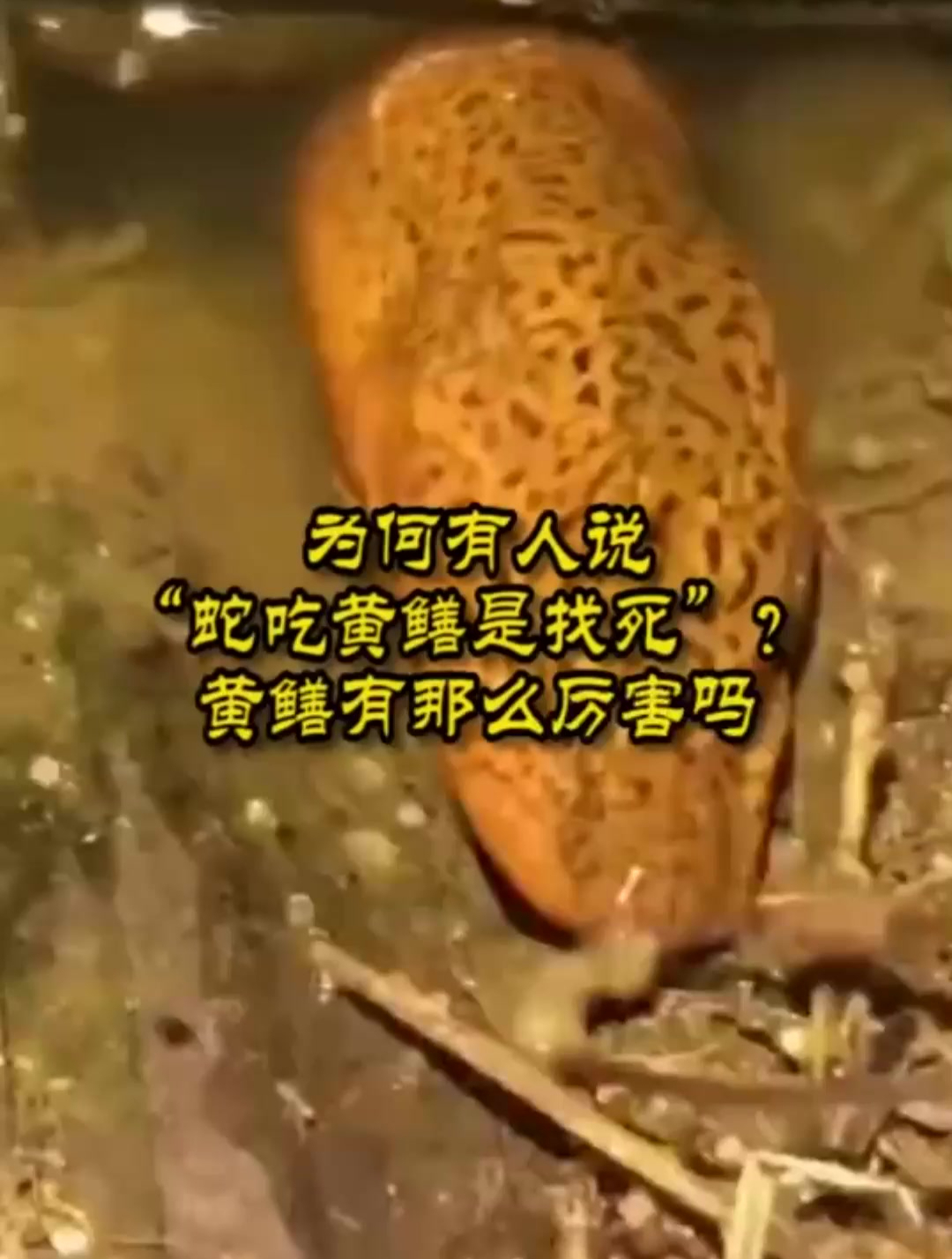 为何有人说“蛇吃黄鳝是找死”?黄鳝有那么厉害吗