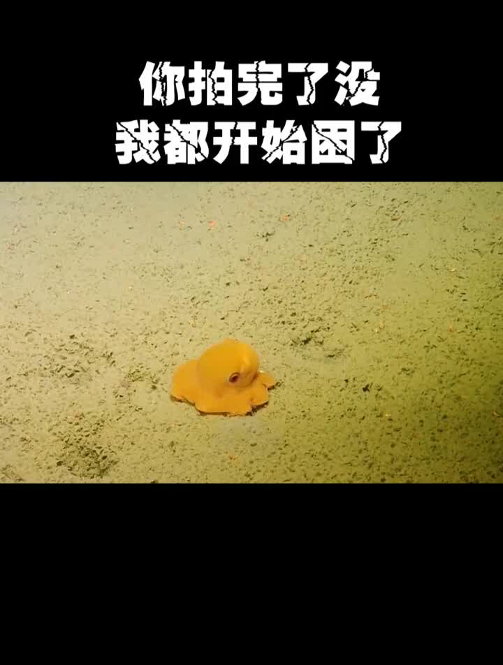 真实存在的动漫生物小飞象章鱼神奇动物在知识创作人海洋