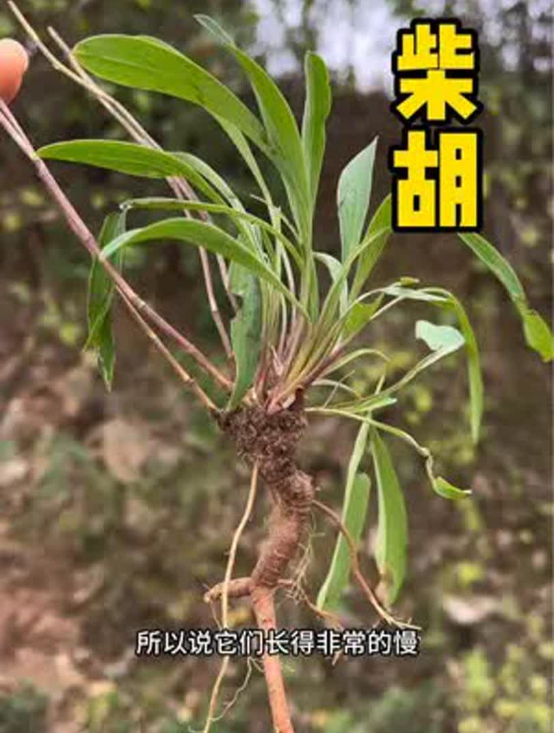 野生的柴胡长什么样,赶紧来看看你认识吗?