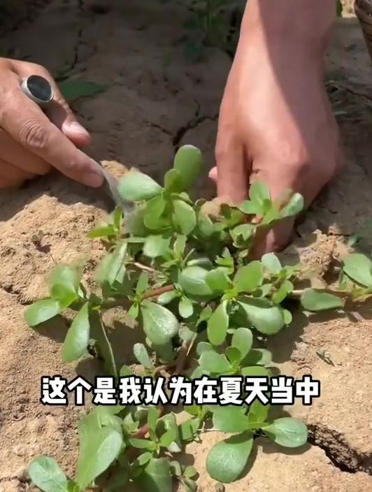 马齿苋别名长寿菜、五行草,我们当地人叫它蚂蚱菜,你是怎么叫它